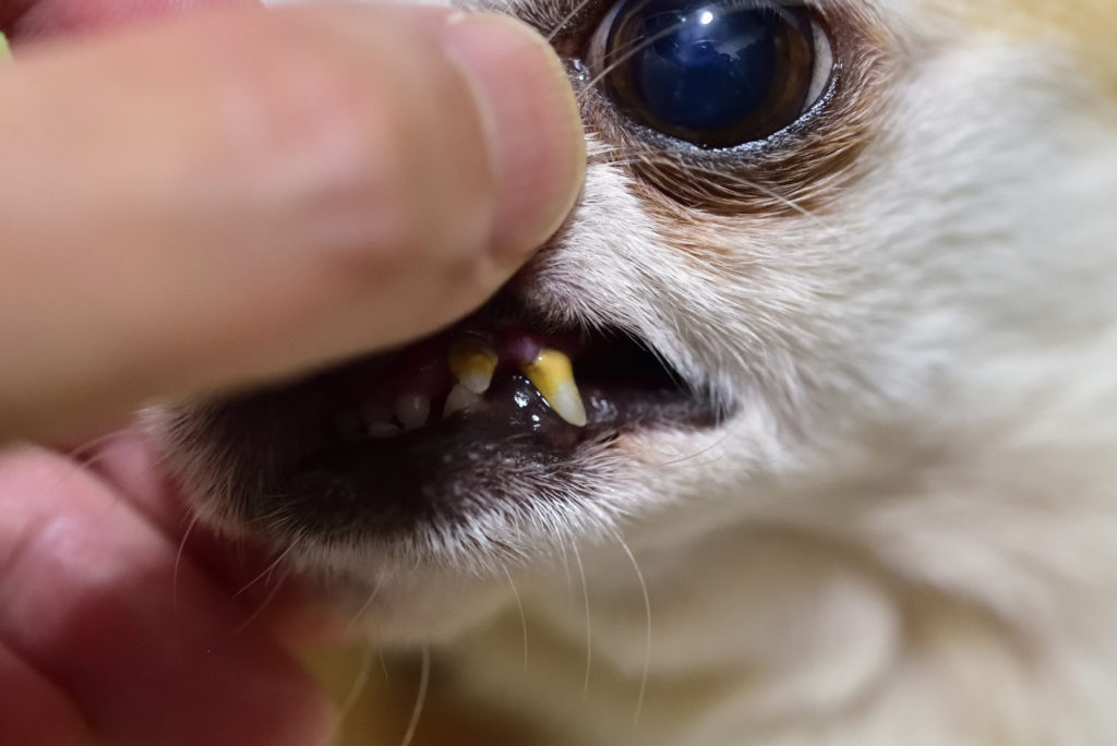 犬 歯石除去
