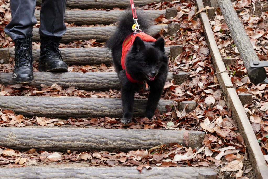 犬　チワワ　ドッグ　トレーニング　しつけ　里山　散歩　散策