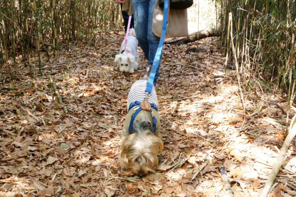 犬　しつけ　チワワ　ドッグ　トレーニング　里山 散歩　散策　横浜　自然