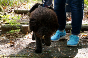 犬　チワワ　ドッグ　トレーニング　しつけ　里山　散歩　散策　横浜　自然