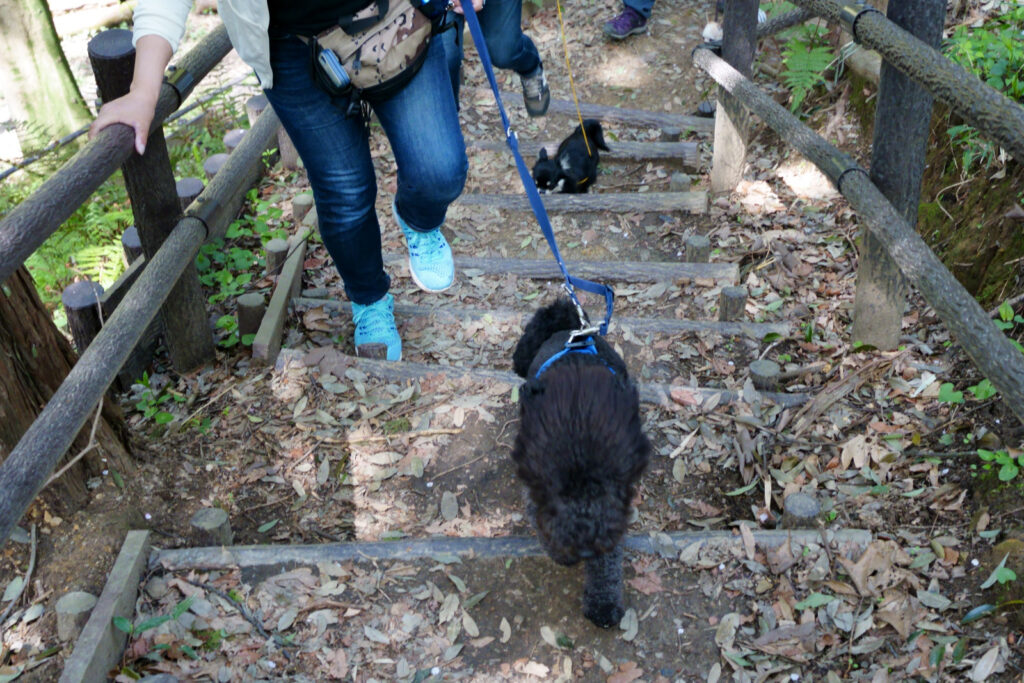 犬　チワワ　ドッグ　トレーニング　しつけ　里山　散歩　散策　横浜　自然