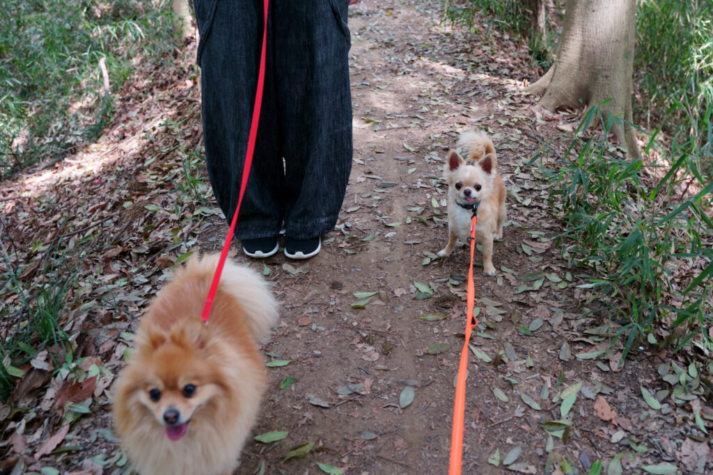 犬　チワワ　ドッグ　トレーニング　しつけ　里山　散歩　散策　横浜　自然　シニア