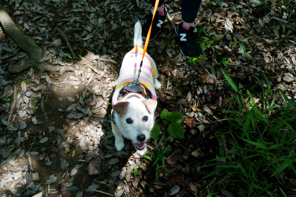 犬　チワワ　ドッグ　トレーニング　しつけ　里山　散歩　散策　横浜　自然　シニア